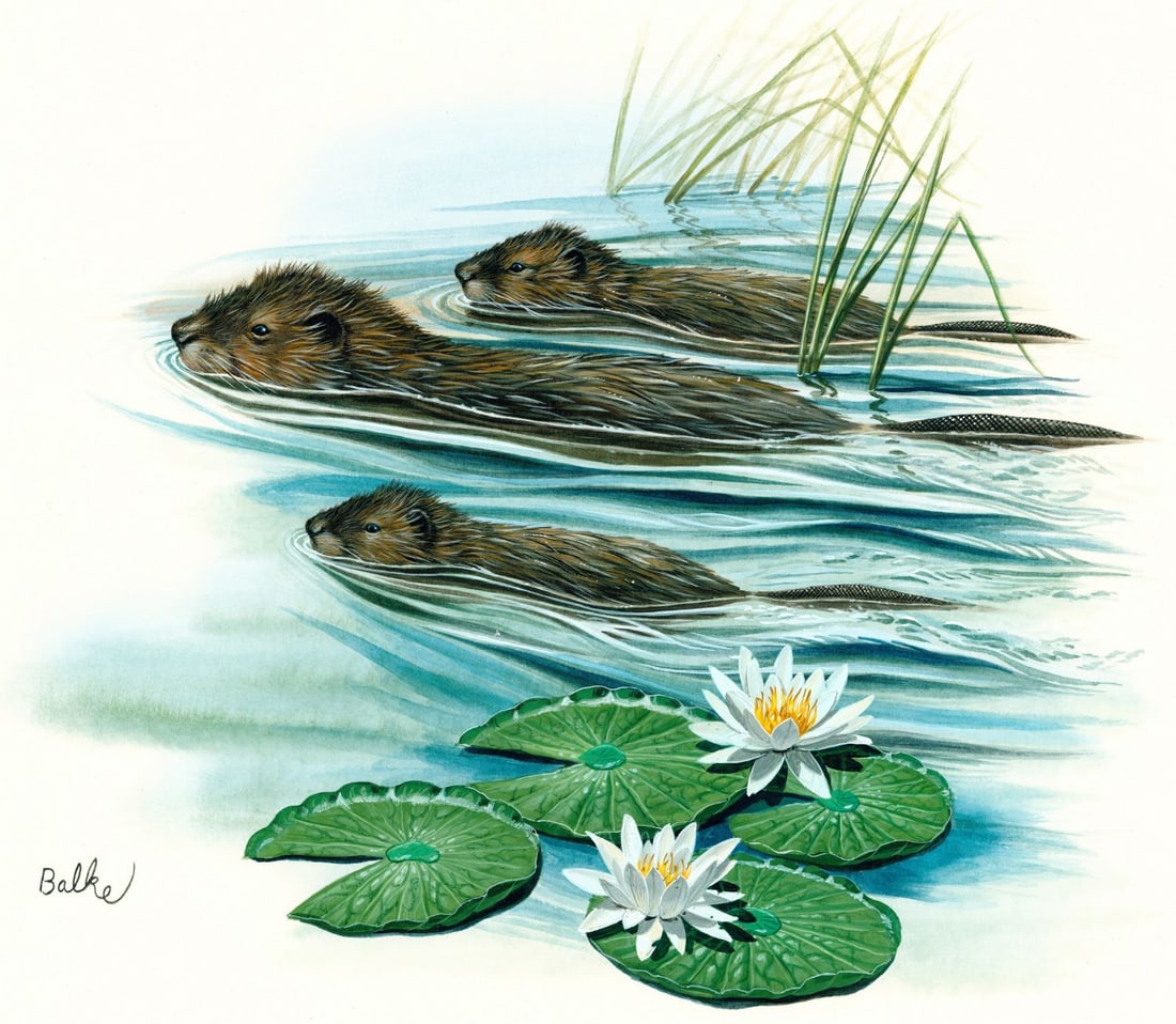 Don Balke (NC,1933-?) gouache painting: ARTIST: Don Balke (North Carolina, 1933 - ???) TITLE: Muskrat, Delaware (titled on verso) YEAR: 1984 MEDIUM: gouache on board CONDITION: Some small damag