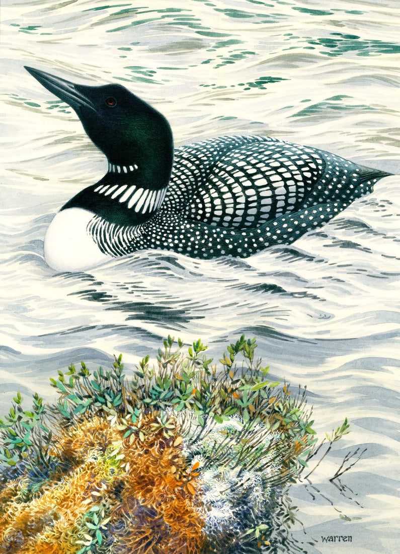 Michael Warren (UK,1938-?) watercolor painting: ARTIST: Michael Warren (United Kingdom, 1938 - ???) TITLE: Common Loon Duck (titled on verso) (titled on verso) YEAR: 1994 MEDIUM: watercolor on heavy paper CON