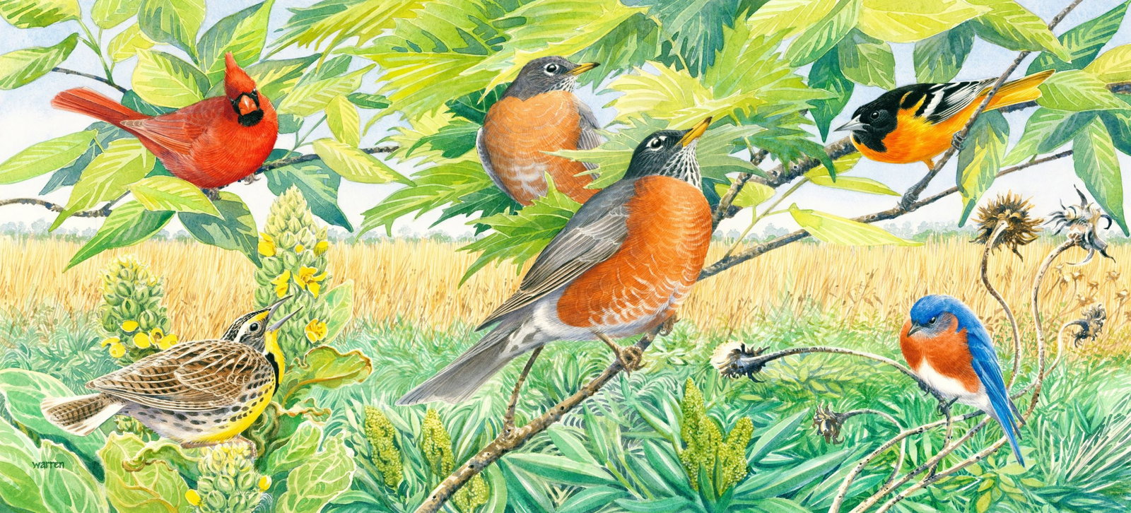 Michael Warren (UK,1938-?) watercolor painting: ARTIST: Michael Warren (United Kingdom, 1938 - ???) TITLE: Americas Favourite Songbirds - American Robin, Northern Oriole, Cardinal (titled on verso) YEAR: 1996 MEDIUM: wa