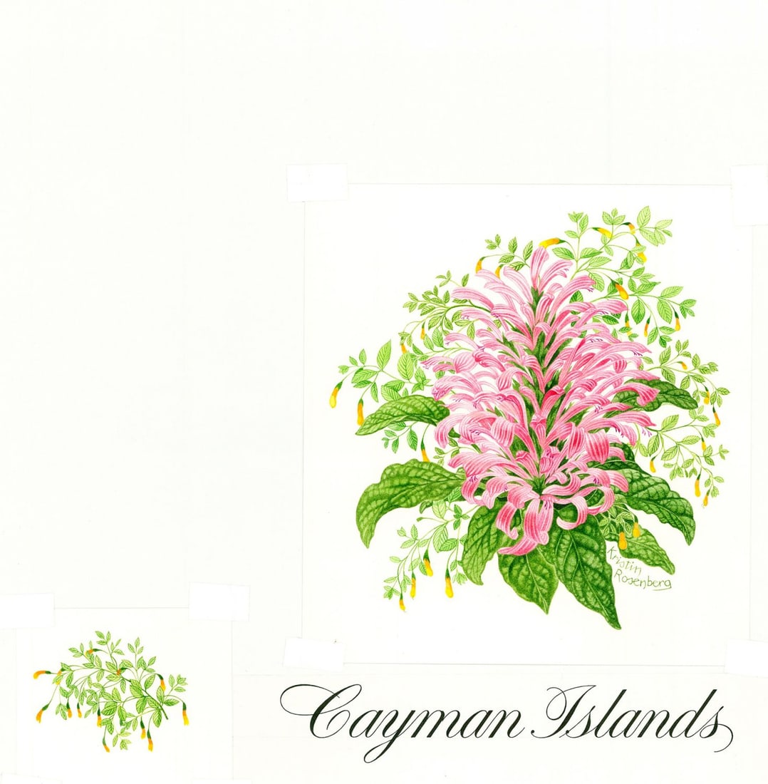 Kristen Rosenberg (UK,1933-?) watercolor painting: ARTIST: Kristen Rosenberg (United Kingdom, 1933 - ???) TITLE: Illustration - Cayman Islands (titled on verso) YEAR: 1986 MEDIUM: watercolor on paper. Paper applied to boar