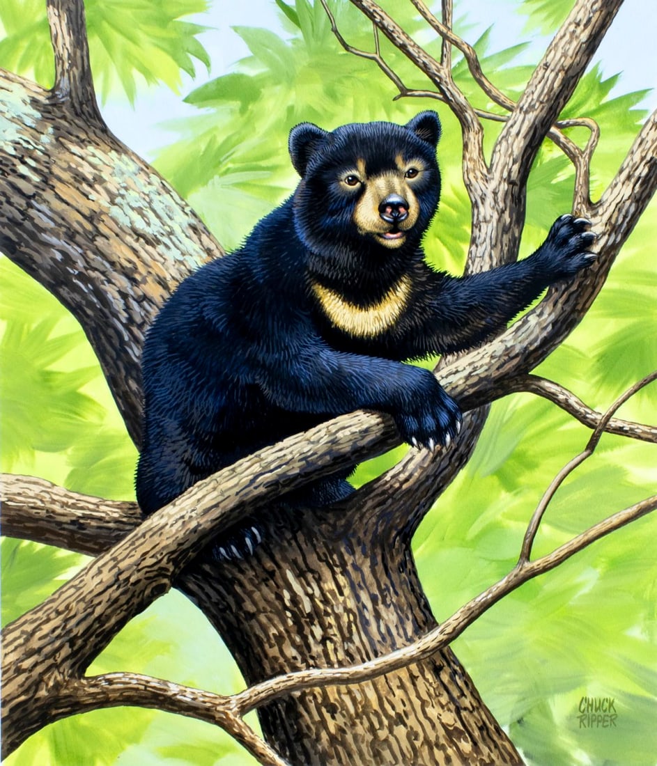 Chuck Ripper (WV,PA,1929-2019) gouache painting: ARTIST: Chuck Ripper (West Virginia, Pennsylvania, 1929 - 2019) TITLE: Sun Bear (titled on verso) YEAR: 1998 MEDIUM: gouache on board CONDITION: Very g