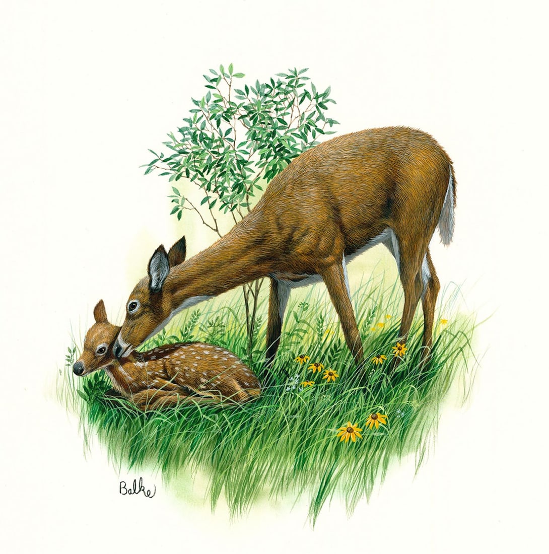 Don Balke (NC,1933-?) gouache painting: ARTIST: Don Balke (North Carolina, 1933 - ???) TITLE: White Tail Deer (titled on verso) YEAR: 1981 MEDIUM: gouache on board CONDITION: Very good.