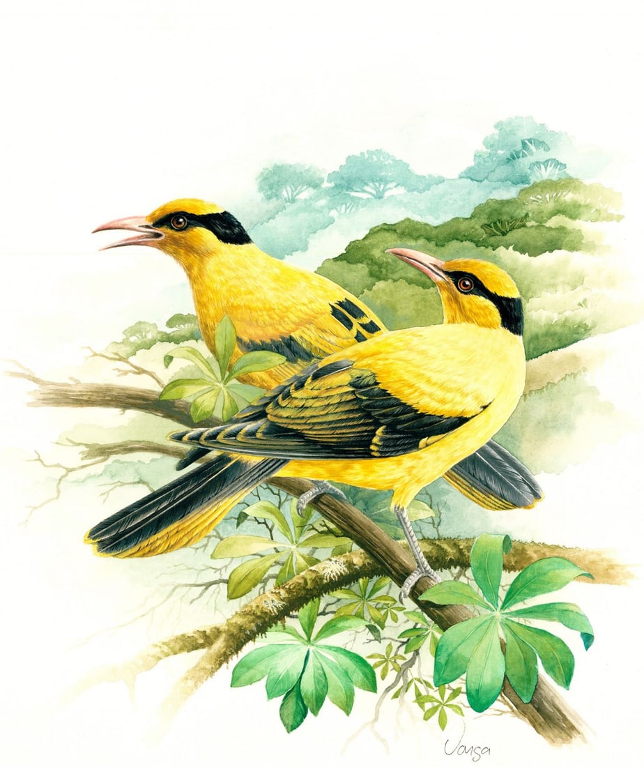 Pal Varga (Hungary,1937-?) watercolor painting: ARTIST: Pal Varga (Hungarian, 1937 - ???) TITLE: Black-naped Oriole Bird, Bhutan (titled on verso) YEAR: 1990 MEDIUM: watercolor on heavy paper CONDITION: