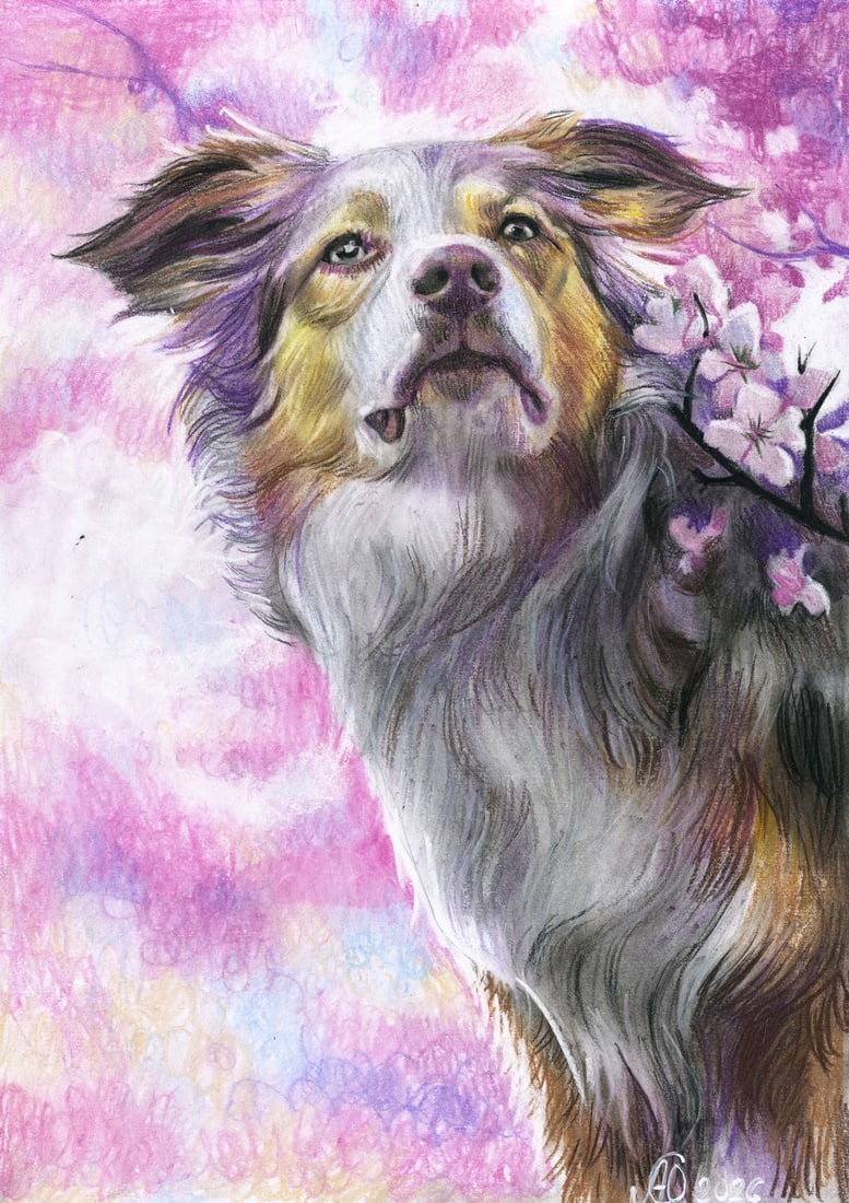 Julia Abramova (Ukraine,20/21C) pastel painting: ARTIST: Julia Abramova (Ukraine, 20/21 centuries) TITLE: Australian Shepherd Dog with Blossoms MEDIUM: pastel on paper CONDITION: Very good. ART SIZE: 12