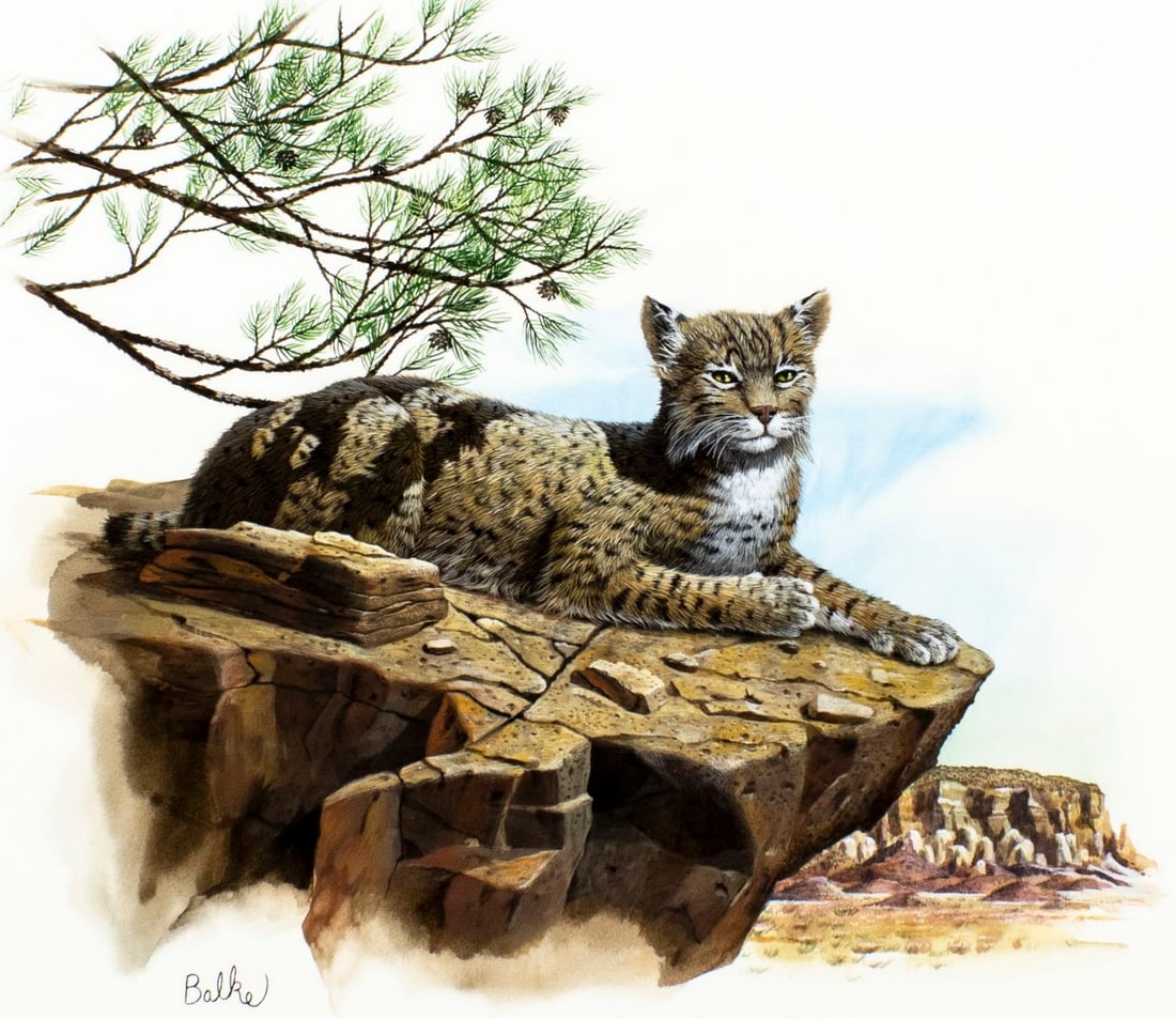 Don Balke (NC,1933-?) gouache painting: ARTIST: Don Balke (North Carolina, 1933 - ???) TITLE: Bobcat MEDIUM: gouache on paper. Paper applied to board. CONDITION: Minor age toning. ART SIZE: 1