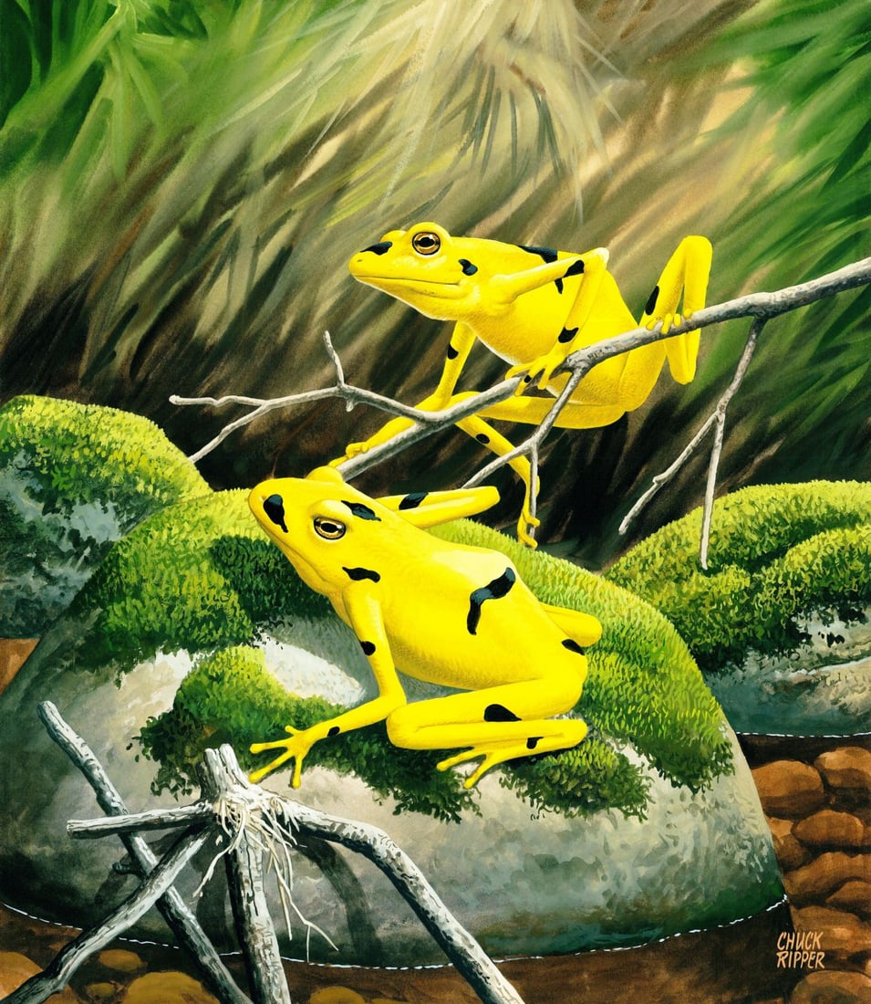 Chuck Ripper (WV,PA,1929-2019) gouache painting: ARTIST: Chuck Ripper (West Virginia, Pennsylvania, 1929 - 2019) TITLE: Golden Harlequin Frog YEAR: 1994 MEDIUM: gouache on board CONDITION: Overall good.
