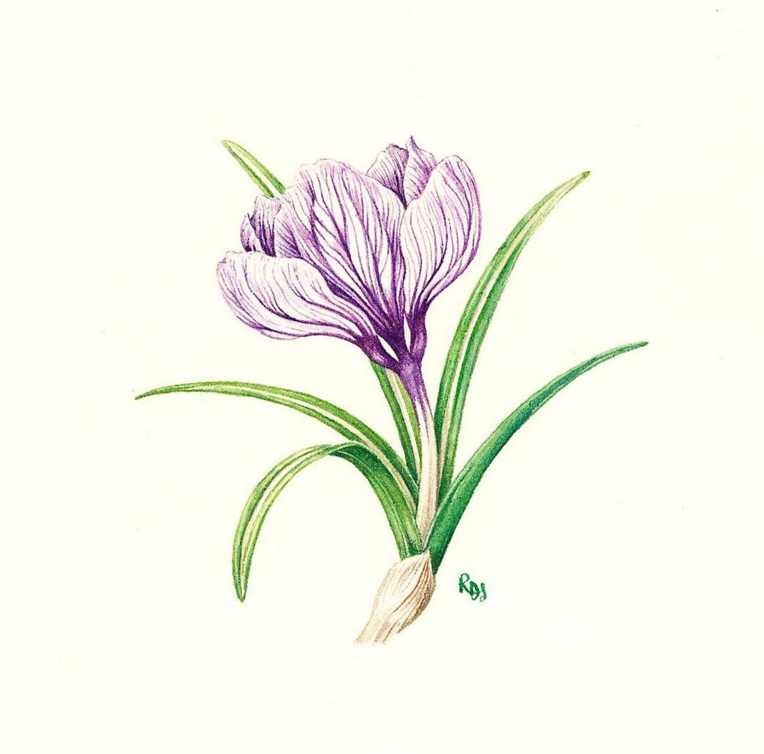 Rosanne Sanders (UK,20/21C) watercolor painting: ARTIST: Rosanne Sanders (United Kingdom, 20/21 centuries) TITLE: Crocus Flower (titled on verso) YEAR: 1980s MEDIUM: watercolor on paper. Paper applied to board.