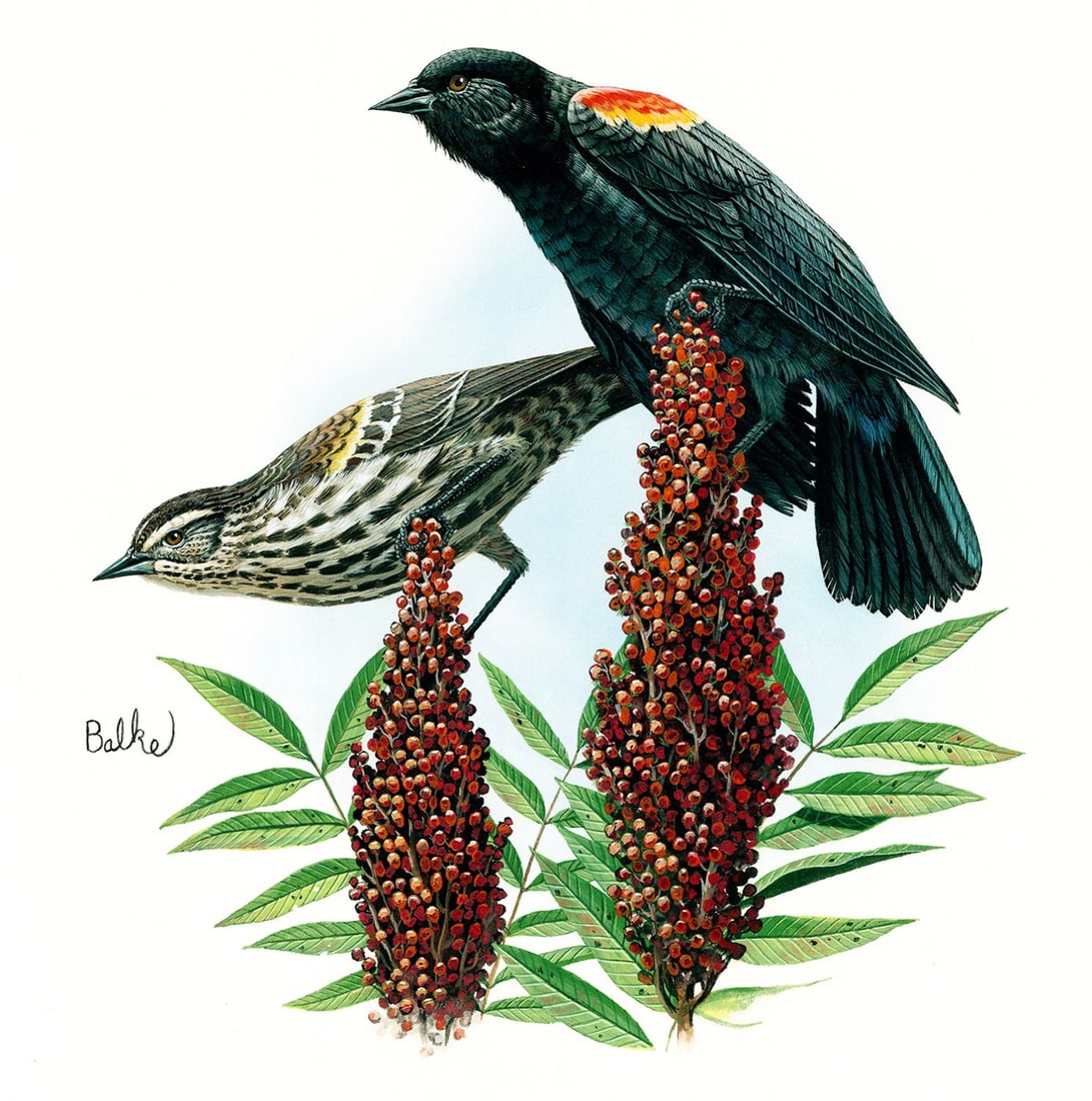 Don Balke (NC,1933-?) gouache painting: ARTIST: Don Balke (North Carolina, 1933 - ???) TITLE: Red-winged Blackbird, Connecticut (titled on verso) YEAR: 1980 MEDIUM: gouache on board CONDITION:
