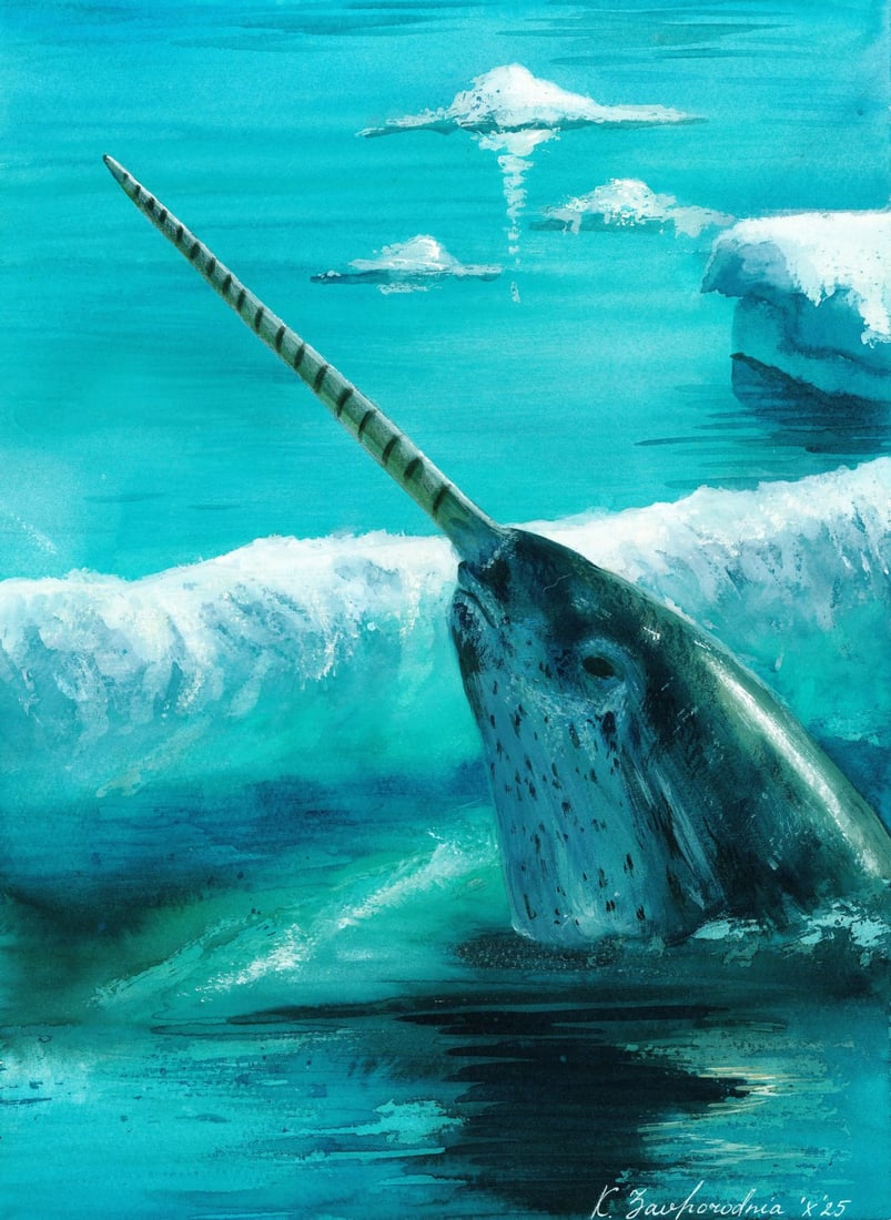 Katerina Zavgorodnya (Ukraine,20/21C) watercolor painting: ARTIST: Katerina Zavgorodnya (Ukrainian, 20/21 centuries) TITLE: Narwhal MEDIUM: watercolor on heavy paper CONDITION: Very good. ART SIZE: 16 x 12 inches