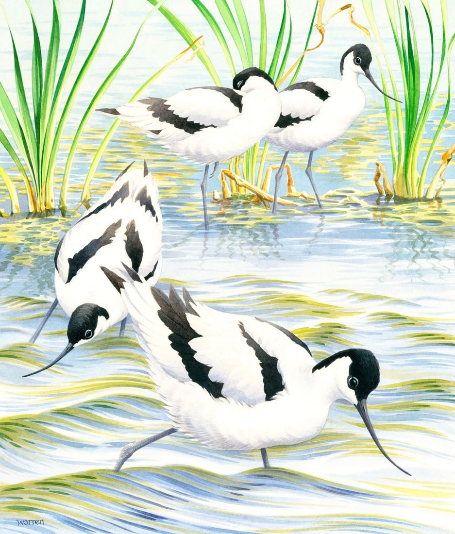 Michael Warren (UK,1938-?) watercolor painting: ARTIST: Michael Warren (United Kingdom, 1938 - ???) TITLE: Avocet Bird (titled on verso) YEAR: 1989 MEDIUM: watercolor on heavy paper CONDITION: Overal