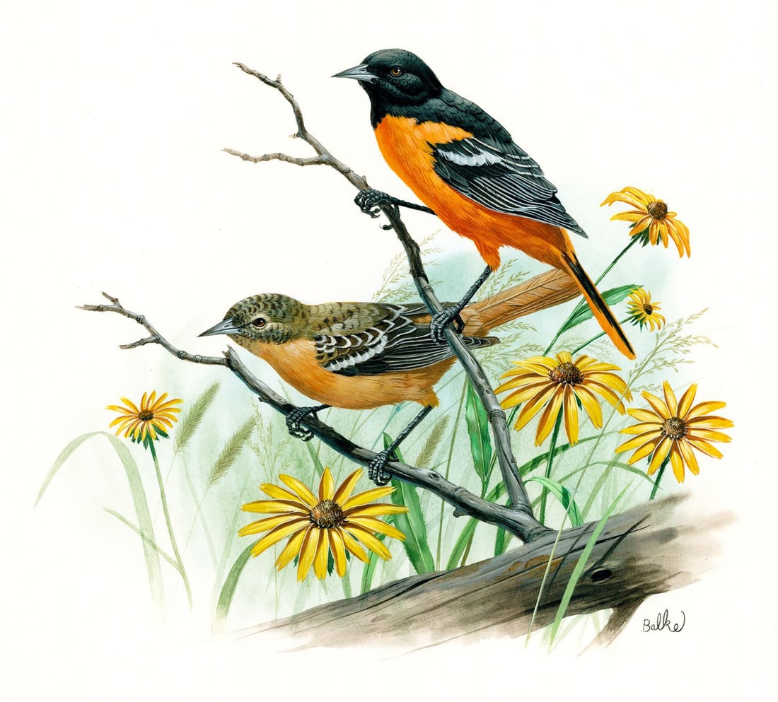 Don Balke (NC,1933-?) gouache painting: ARTIST: Don Balke (North Carolina, 1933 - ???) TITLE: Baltimore Oriole Bird, Maryland (titled on verso) YEAR: 1984 MEDIUM: gouache on board CONDITION: So