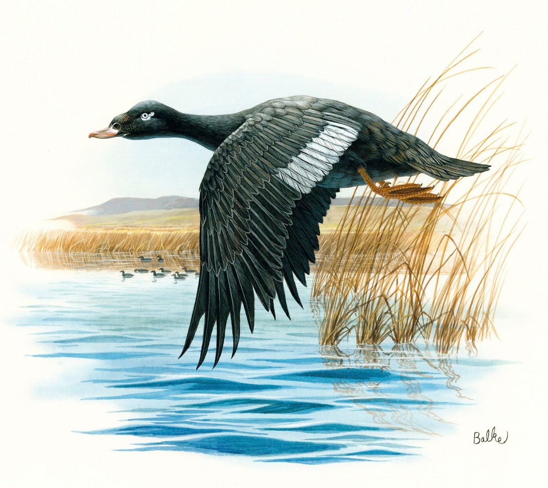 Don Balke (NC,1933-?) gouache painting: ARTIST: Don Balke (North Carolina, 1933 - ???) TITLE: White-winged Scoter Duck, North Dakota (titled on verso) YEAR: 1983 MEDIUM: gouache and watercolor on board