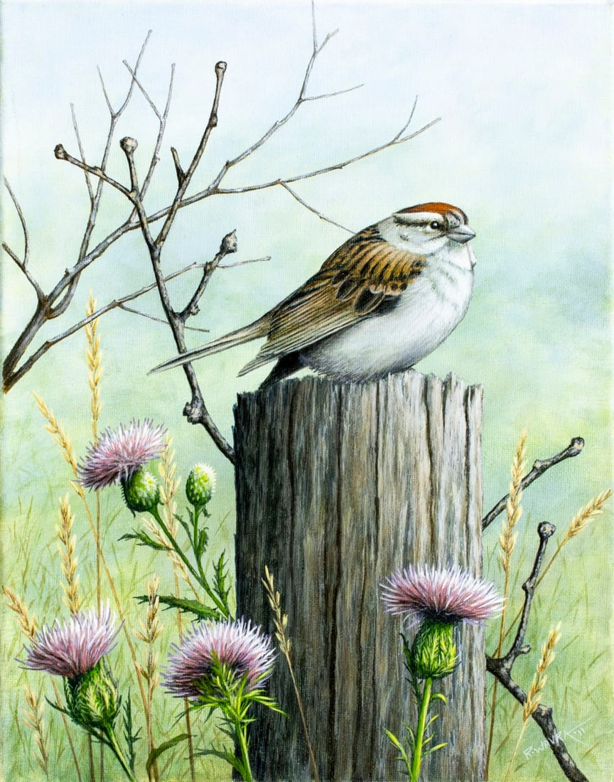 Robert Wavra (IN,20/21C) acrylic painting: ARTIST: Robert Wavra (Indiana, 20/21 centuries) TITLE: Chipping Sparrow Bird (titled on verso) YEAR: 2011 MEDIUM: acrylic on canvas CONDITION: Very good.