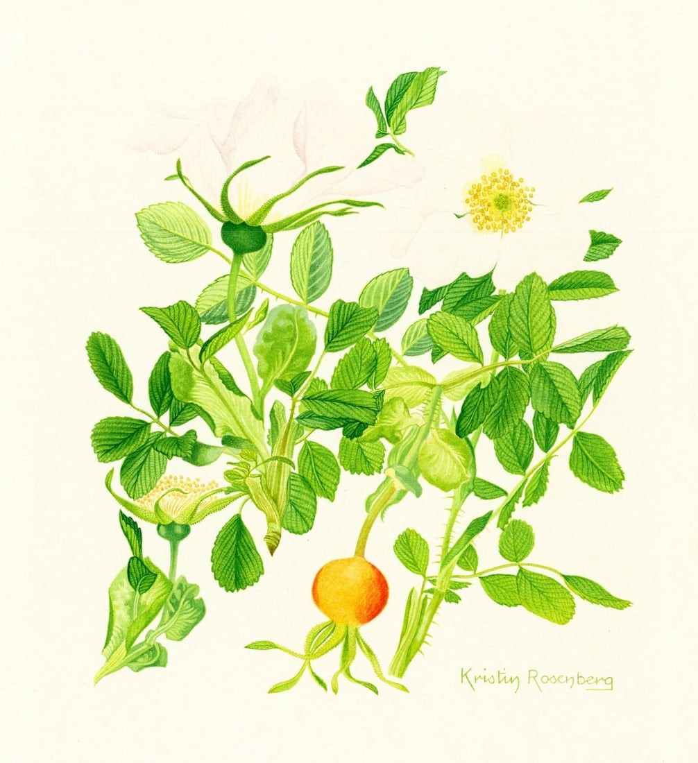 Kristen Rosenberg (UK,1933-?) watercolor painting: ARTIST: Kristen Rosenberg (United Kingdom, 1933 - ???) TITLE: Frau Dagmar Hastrup MEDIUM: watercolor on board CONDITION: Minor damage to the upper right corner. Minor foxing