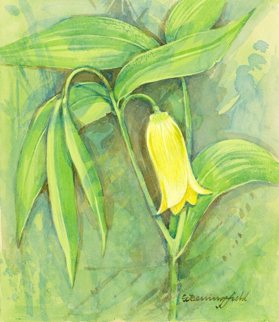 Gordon Beningfield (UK,1936-1998) gouache painting: ARTIST: Gordon George Beningfield (United Kingdom, 1936 - 1998) TITLE: Bellwort (titled on verso) YEAR: 1991 MEDIUM: gouache on paper. Paper applied to board. CON