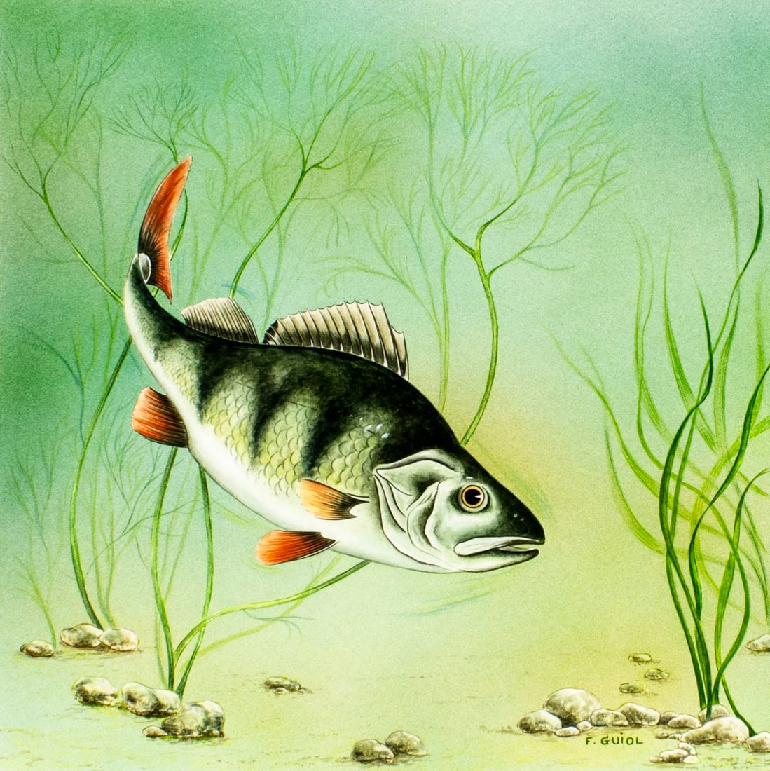 Francois Guiol (France,b 1952) watercolor painting: ARTIST: Francois Guiol (French, born 1952) TITLE: Perch Fish (titled on verso) YEAR: 1991 MEDIUM: watercolor on heavy paper CONDITION: Very good.