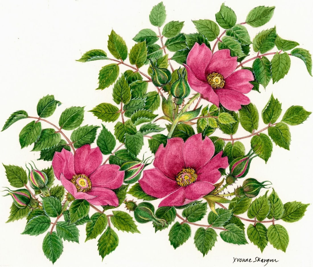 Yvonne Skargon (UK,1931-2010) watercolor painting: ARTIST: Yvonne Skargon (United Kingdom, 1931 - 2010) TITLE: Roses - Rosa Moyesii (titled on verso) YEAR: 1991 MEDIUM: watercolor on paper CONDITION: Ve