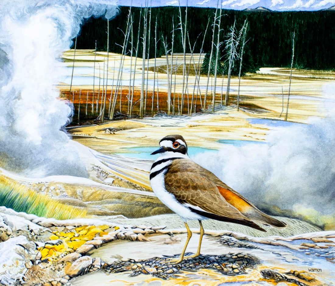Michael Warren (UK,1938-?) watercolor painting: ARTIST: Michael Warren (United Kingdom, 1938 - ???) TITLE: Killdeer Bird, Wyoming (titled on verso) YEAR: 1985 MEDIUM: watercolor on heavy paper CONDITION: