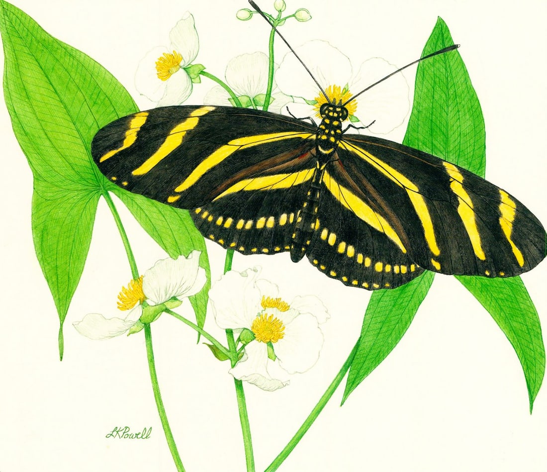 Linda Kay Powell (CO,1943-2004) watercolor painting: ARTIST: Linda Kay Powell (Colorado, 1943 - 2004) TITLE: Butterflies of 50 States - Florida - Zebra YEAR: 1981 MEDIUM: watercolor on board CONDITION: Some