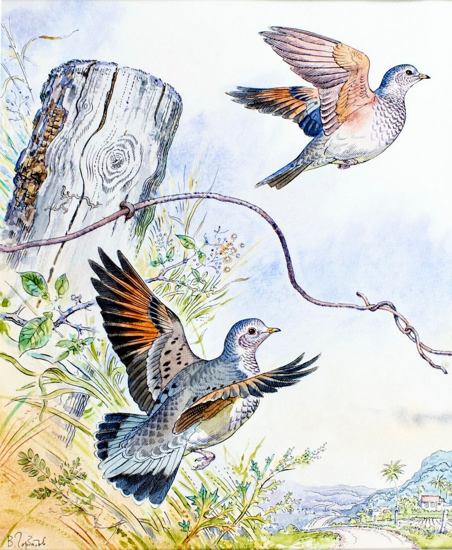 Vadim Gorbatov (Russia,1940-?) watercolor painting: ARTIST: Vadim Alekseevich Gorbatov (Russian, 1940 - ???) TITLE: Common Ground Dove Bird, Grenada (titled on verso) YEAR: 1991 MEDIUM: watercolor on paper. Paper applied to b