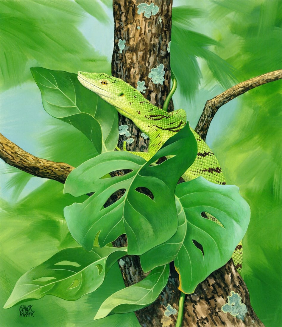 Chuck Ripper (WV,PA,1929-2019) gouache painting: ARTIST: Chuck Ripper (West Virginia, Pennsylvania, 1929 - 2019) TITLE: Emerald Monitor Goanna Lizard YEAR: 2000 MEDIUM: gouache on board CONDITION: Very