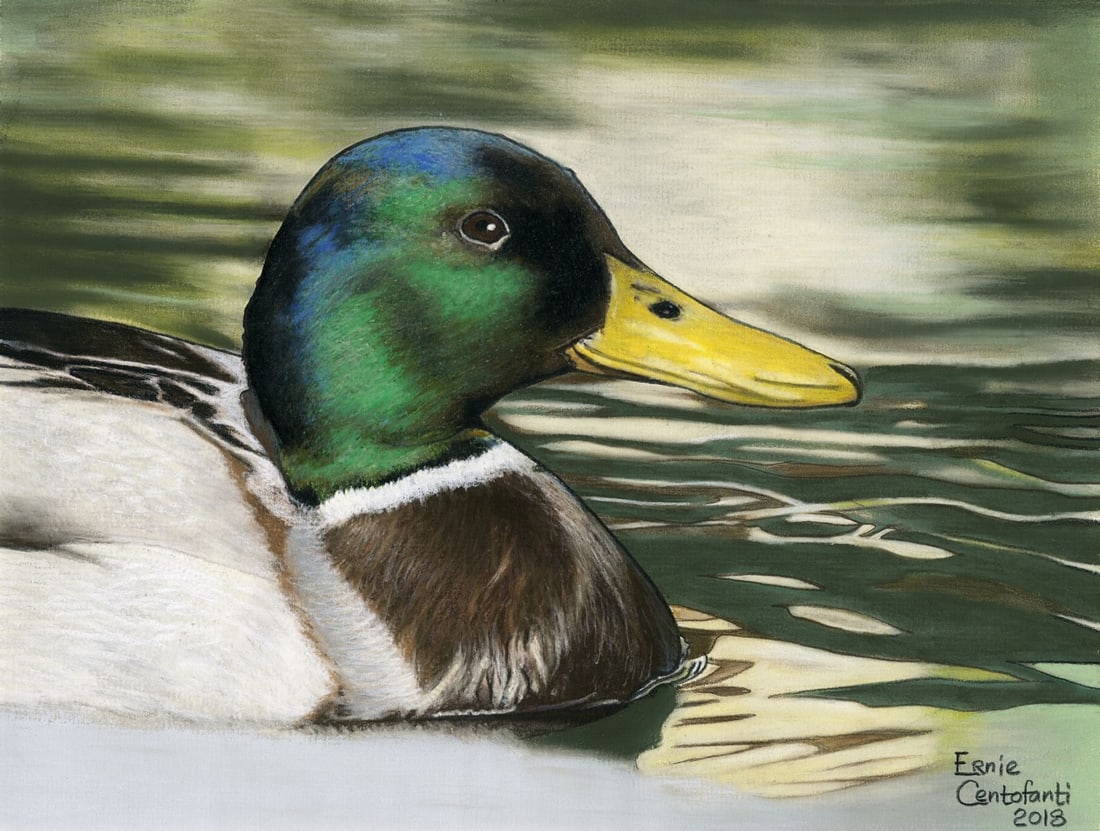 Ernie Centofanti (CA,b 1956) pastel painting: ARTIST: Ernie Centofanti (California, born 1956) TITLE: Mallard Duck Bird YEAR: 2018 MEDIUM: pastel on paper CONDITION: Minor paint losses. AR