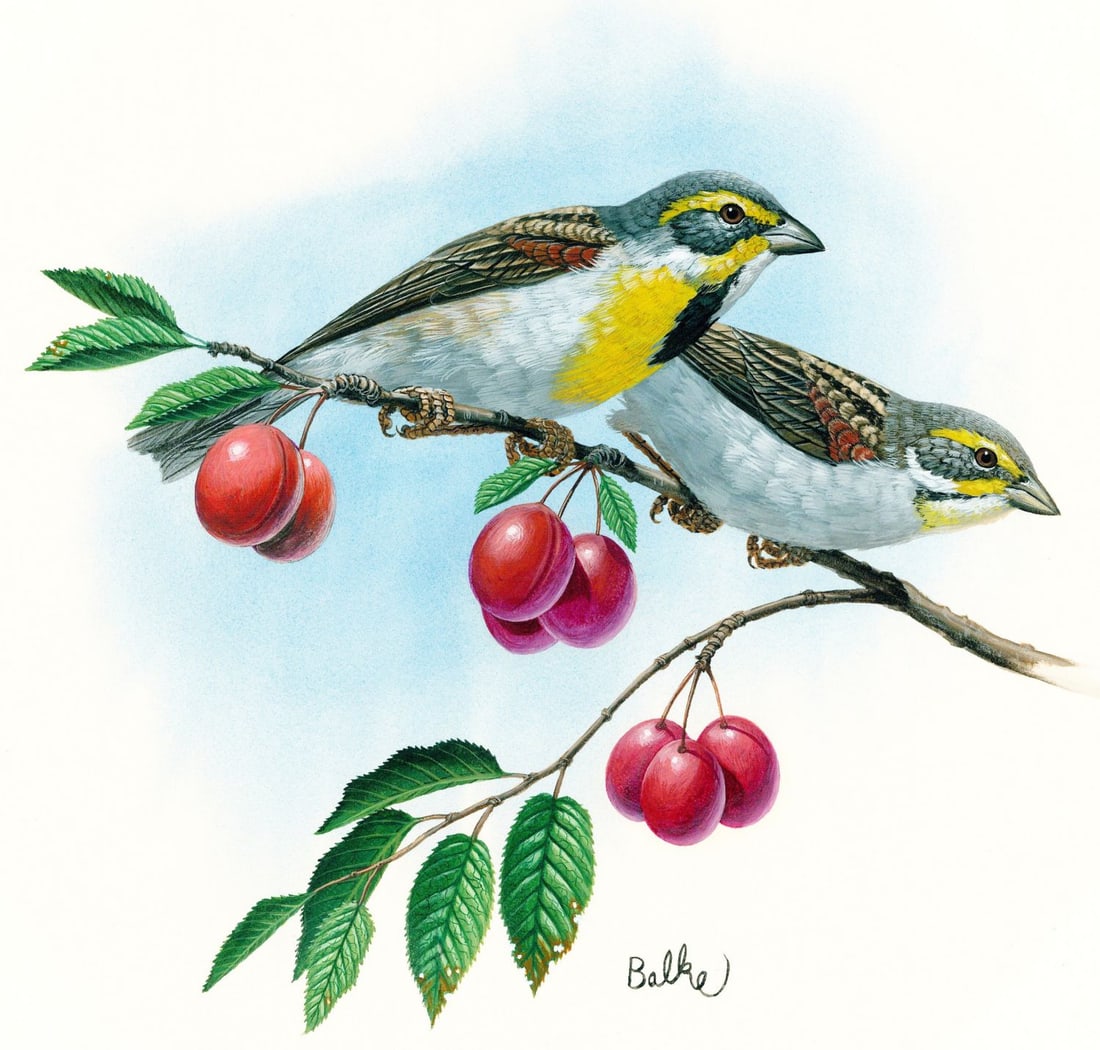 Don Balke (NC,b 1933) gouache painting: ARTIST: Don Balke (North Carolina, born 1933) TITLE: Dickcissel Bird YEAR: 1981 MEDIUM: gouache on board CONDITION: Minor uneven age toning. A