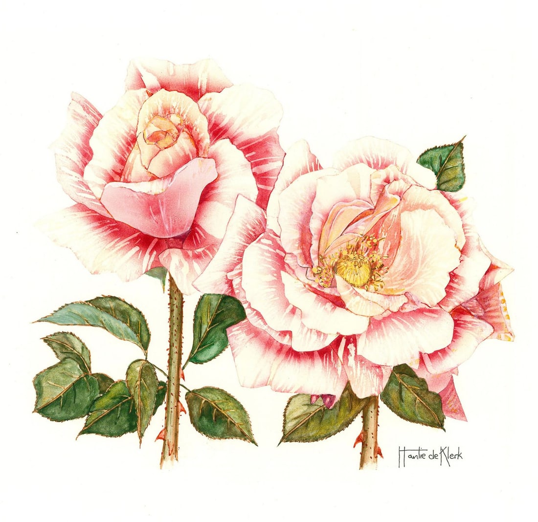 Hantie de Klerk (20C) gouache painting: ARTIST: Hantie de Klerk (20 century) TITLE: Roses (titled on verso) YEAR: 1979 MEDIUM: gouache on board CONDITION: Minor age toning. ART SIZE: