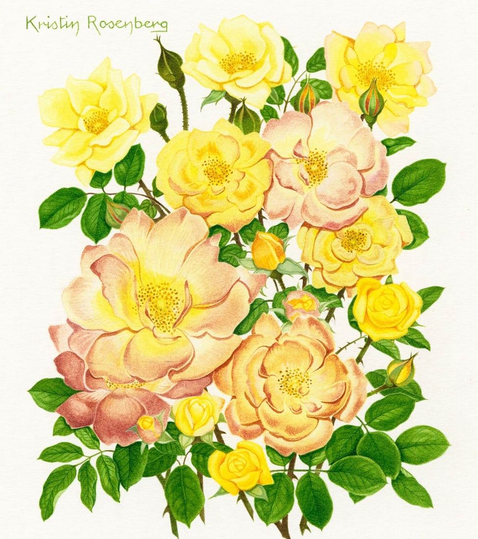 Kristen Rosenberg (UK,1933-?) watercolor painting: ARTIST: Kristen Rosenberg (United Kingdom, 1933 - ???) TITLE: Masquerade Rose (titled on verso) YEAR: 1978 MEDIUM: watercolor on board CONDITION: Minor d