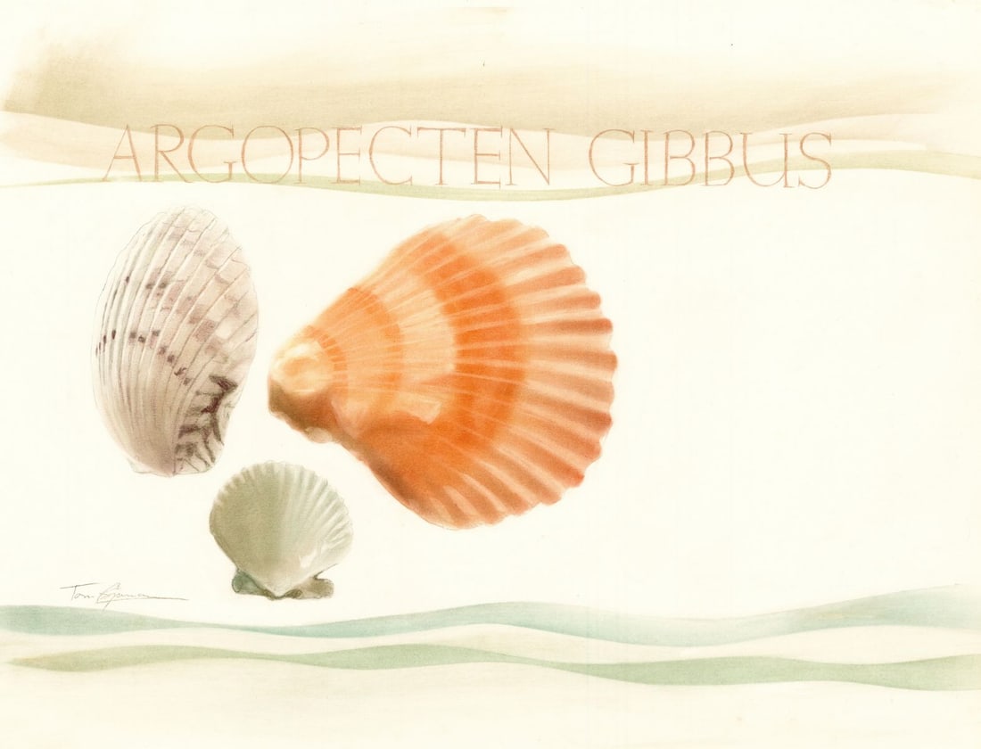 Tom Bjarnason (Canada,1925-2009) pastel painting: ARTIST: Tom Bjarnason (Canadian, 1925 - 2009) TITLE: Illustration - Calico Scallop (titled on verso) YEAR: 1985 MEDIUM: pastel on board CONDITION: Minor