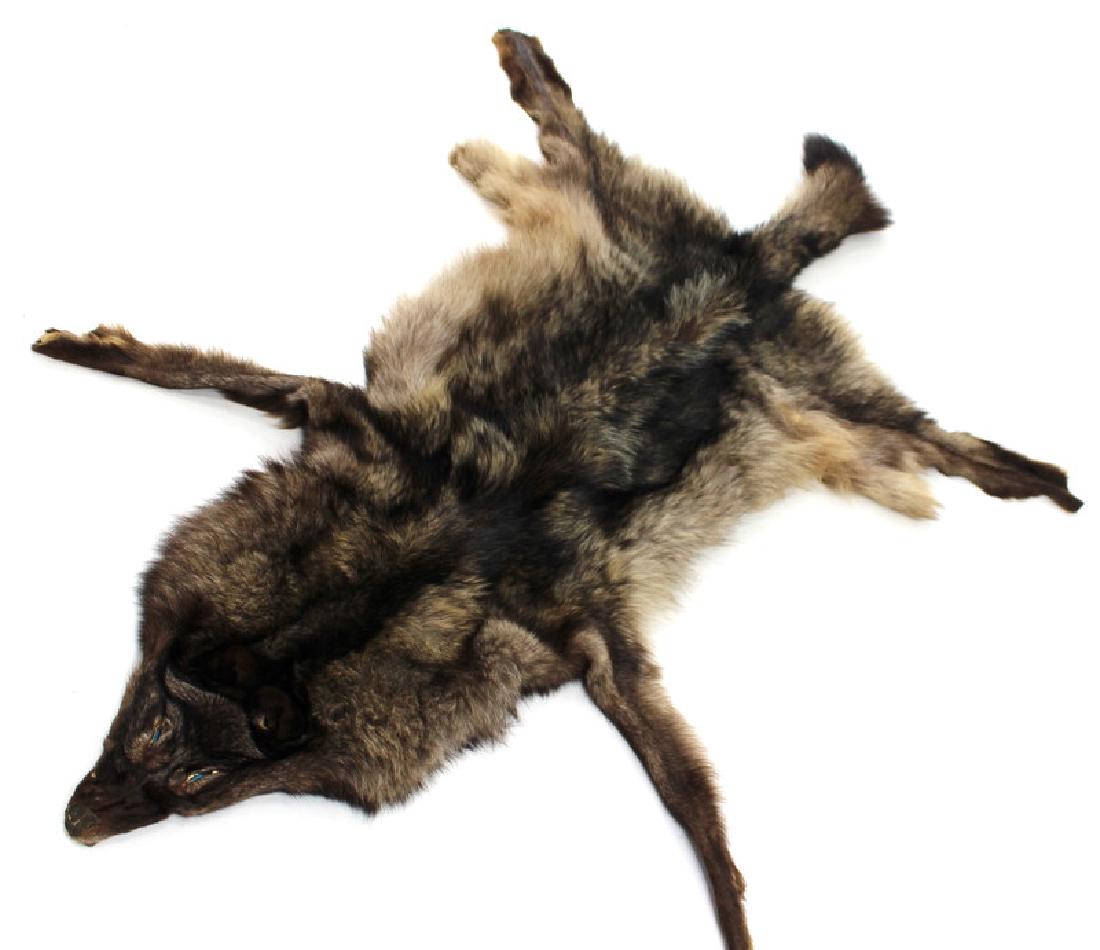 Wolf Healing Blanket, Taxidermy: Wolf Healing Blanket, Taxidermy. Good condition.Approximate Height- 80 inchesApproximate Width- 48 1/2 inchesApproximate Depth- 3 1/2 inchesSee Photos.