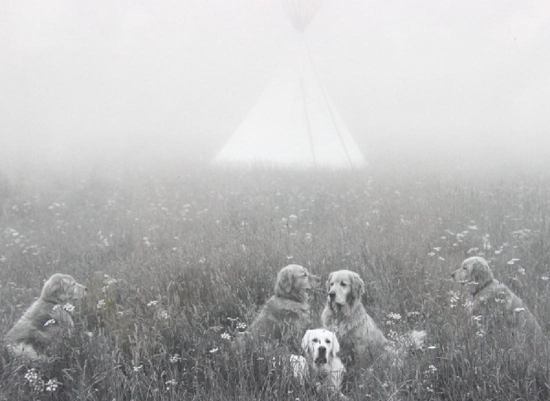 BRUCE WEBER (AMERICAN, B. 1946) PHOTOGRAPHY: BRUCE WEBER (AMERICAN, B. 1946) PHOTOGRAPHY. Featuring 5 dogs in field. Examined out of frame Signed Numbered and Dated on back in pencil. Overall Good Condition. Approximate Measurements of photot: 8