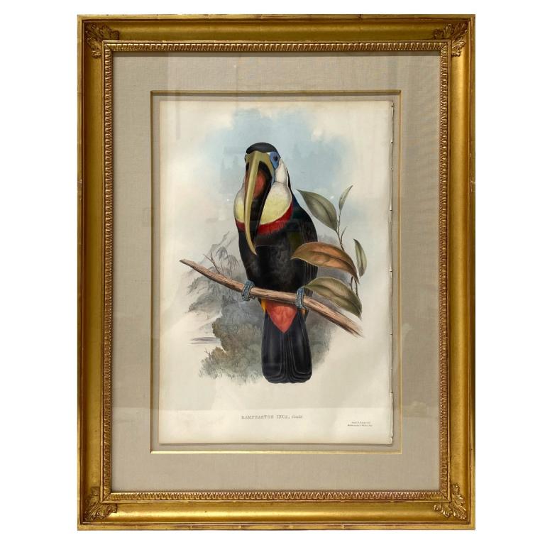 John Gould "Ramphastos Inca" Print (1 of 7)