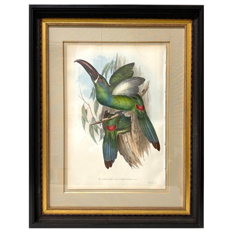 John Gould "Aulacoramhus C." Print (1 of 7)