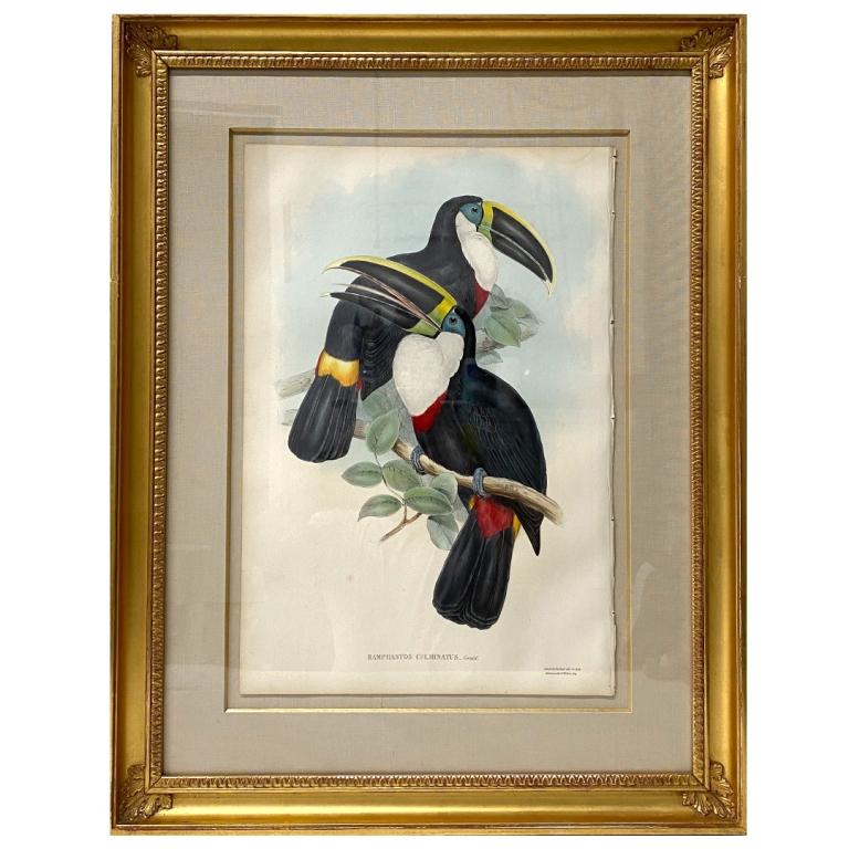 John Gould "Ramphastos Culminatus" Print (1 of 7)