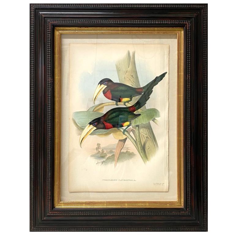 John Gould "Pteroglossus Flavirostris" Print (1 of 7)