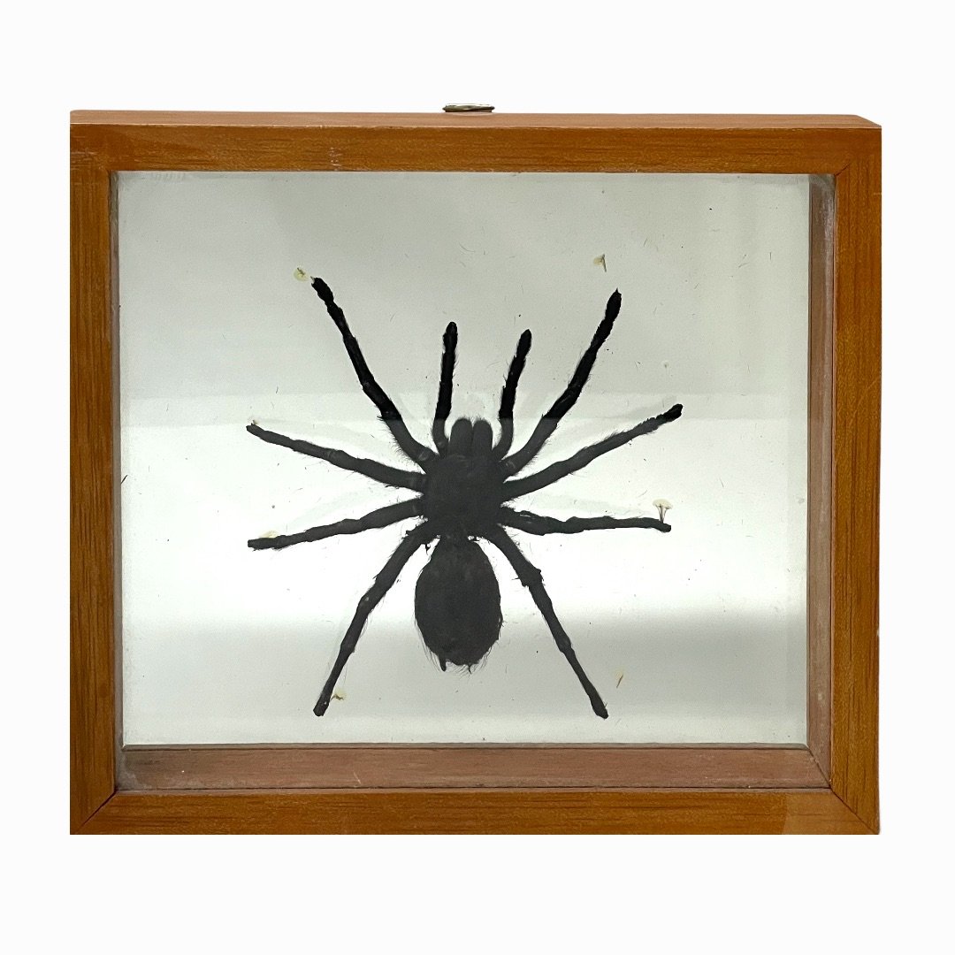 (1) African Framed Tarantula (1 of 2)