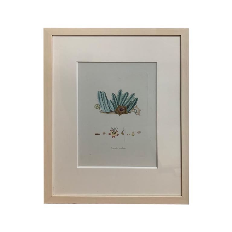 Collection Of 6 Botanical Color Etchings In Frames (1 of 6)