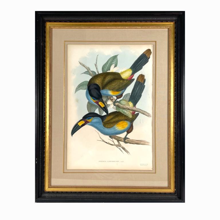 John Gould "Andigena Laminirostris" (1 of 4)