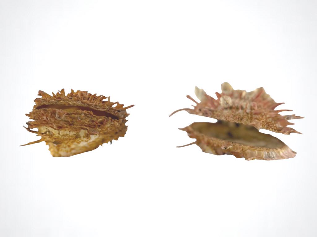 OF CONCHOLOGICAL INTEREST: Two Clam Sea Shells Dimensions: 5"h x 6"l EF/B15/SH:16B JM (1 of 5)