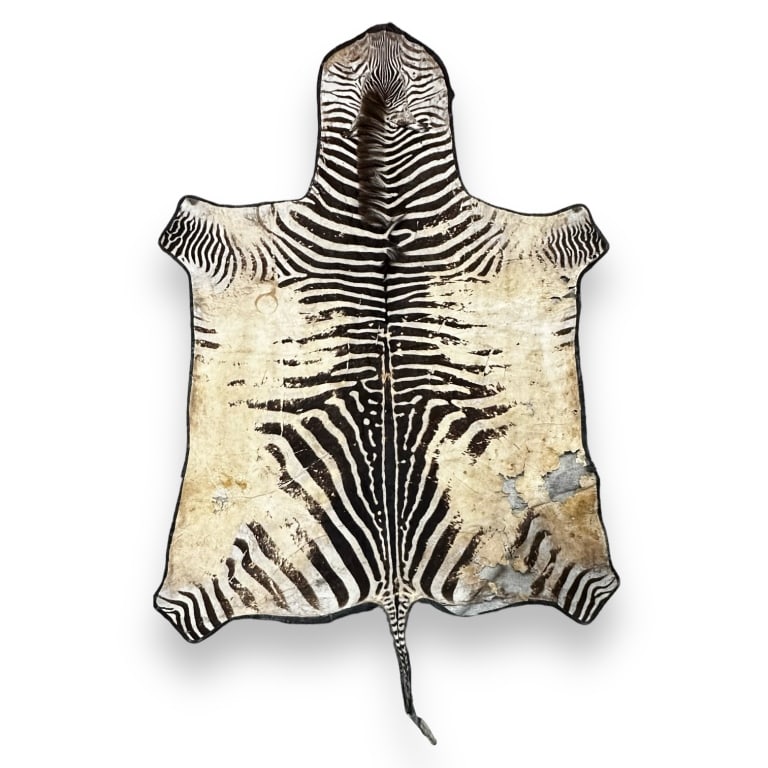 A genuine zebra skin floor rug. Crafted with wool backing. Measures approx. 118" length x 73" width. (1 of 4)