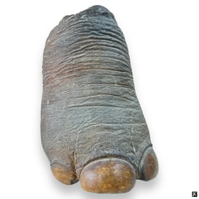 Antique Taxidermy Elephants Foot Planter