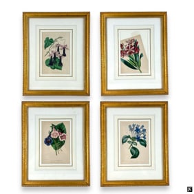 Set of Four (4) Botanical Engravings