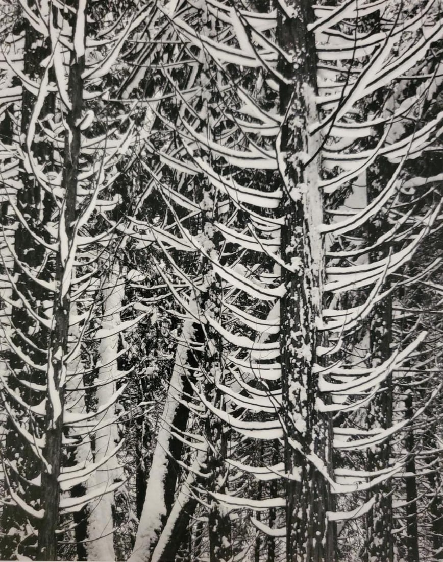Ansel Adams, Cedar Trees, Winter, Yosemite National Park, California, C. 1949 (1 of 1)