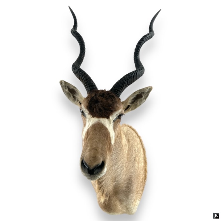 Genuine Addax Antelope Taxidermy Wall Specimen (1 of 4)