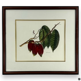 Framed Botanical Print "The Cacao Tree"