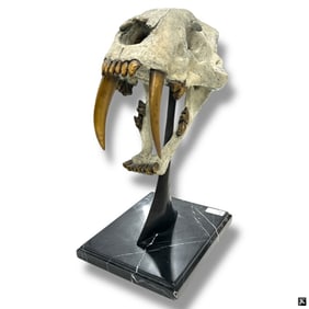Saber Tooth Mounted Bronze On Marble Plinth