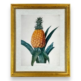 William Hooker Pineapple Etching On Paper