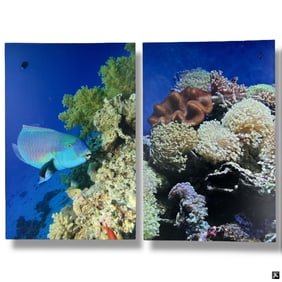 2 Large Decorative Canvas Poster ParrotFish, Reef