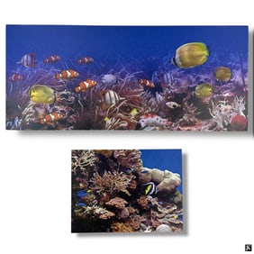 2 Large Decorative Canvas Posters Reef Fish